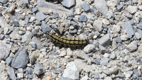 Aglais urticae